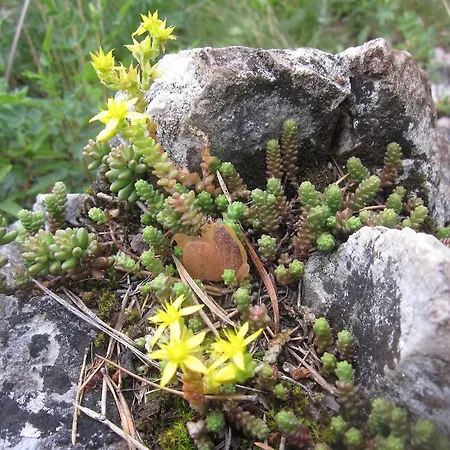 Chata Zlatka * Spišské Tomášovce