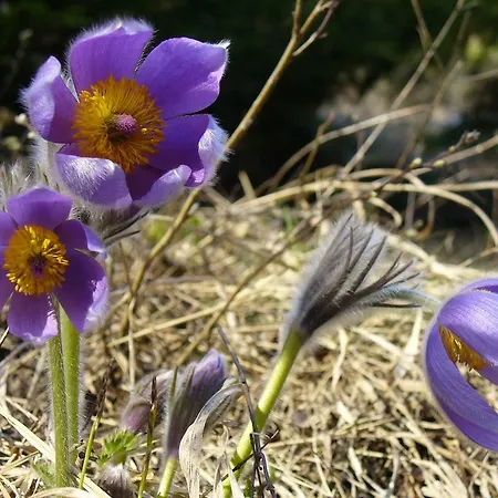 Chata Zlatka * Spišské Tomášovce
