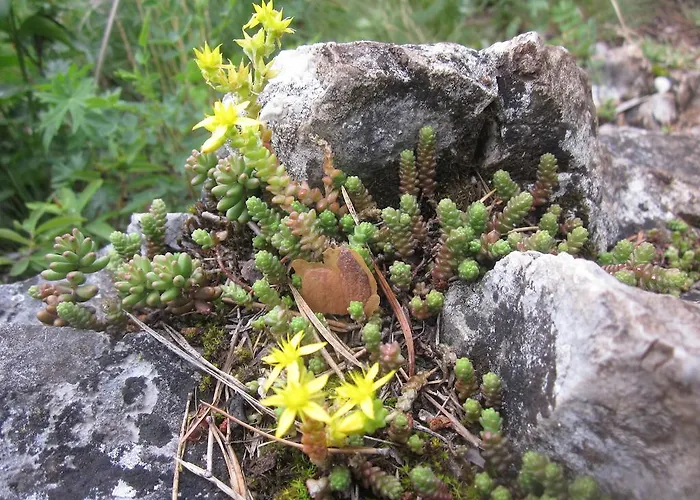 Chata Zlatka * Spisske Tomasovce
