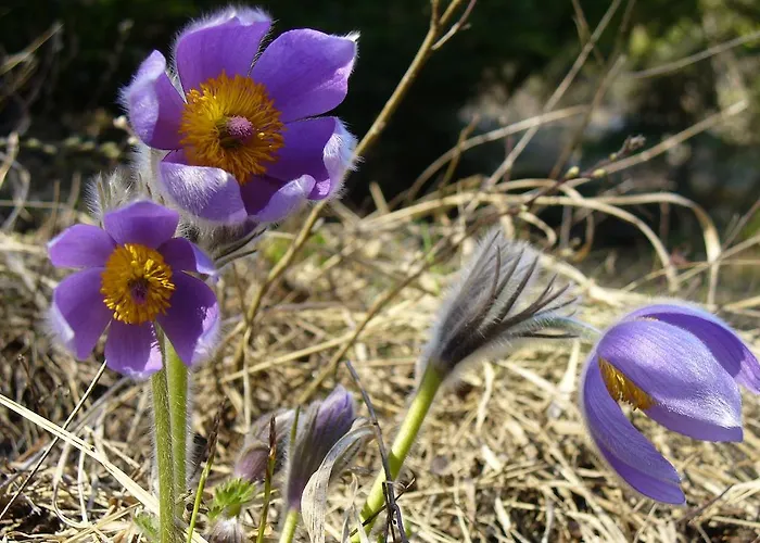 Chata Zlatka * Spisske Tomasovce